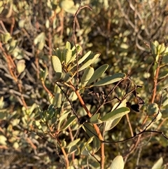 Senna artemisioides subsp. alicia at Tibooburra, NSW - 17 Jun 2025 by Tapirlord