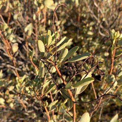 Senna artemisioides subsp. alicia at Tibooburra, NSW - 17 Jun 2025 by Tapirlord