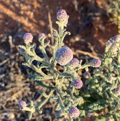 Pterocaulon sphacelatum (Applebush) at Tibooburra, NSW - 17 Jun 2025 by Tapirlord
