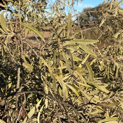 Alectryon oleifolius (Inland Rosewood, Cattle Bush) at Tibooburra, NSW - 17 Jun 2025 by Tapirlord