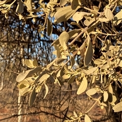 Amyema maidenii subsp. maidenii (Pale-leaved Mistletoe) at Tibooburra, NSW - 17 Jun 2025 by Tapirlord