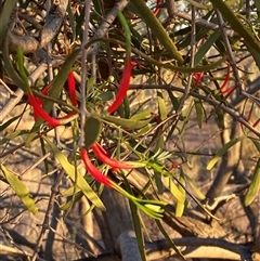 Lysiana exocarpi (Harlequin Mistletoe) at Tibooburra, NSW - 17 Jun 2025 by Tapirlord
