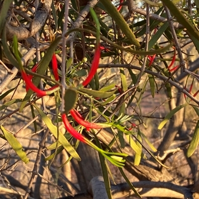 Lysiana exocarpi (Harlequin Mistletoe) at Tibooburra, NSW - 17 Jun 2025 by Tapirlord