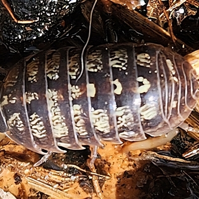 Armadillidae (family) (Woodlice) at  - suppressed by NathanaelC