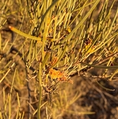 Acacia incurvaneura (Narrow-leaf Mulga) at Tibooburra, NSW - 17 Jun 2025 by Tapirlord