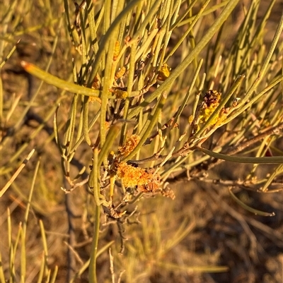 Acacia incurvaneura (Narrow-leaf Mulga) at Tibooburra, NSW - 17 Jun 2025 by Tapirlord