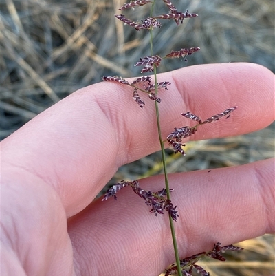 Eragrostis eriopoda (Woollybutt) at Tibooburra, NSW - 17 Jun 2025 by Tapirlord