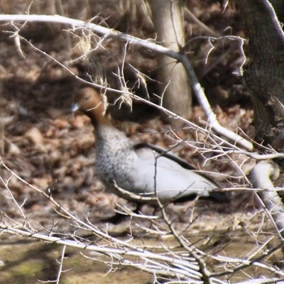 Chenonetta jubata (Australian Wood Duck) at Macgregor, ACT - 10 Aug 2025 by Jennybach