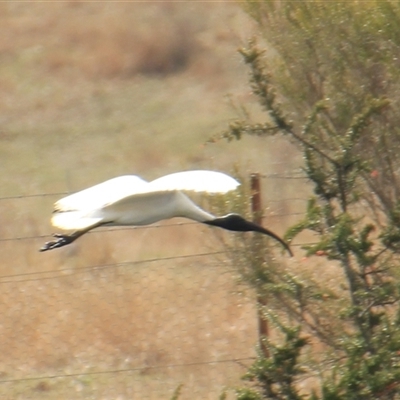 Threskiornis molucca (Australian White Ibis) at Dunlop, ACT - 10 Aug 2025 by Jennybach