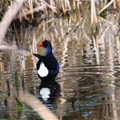 Porphyrio melanotus (Australasian Swamphen) at Dunlop, ACT - 10 Aug 2025 by Jennybach