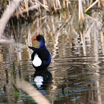 Porphyrio melanotus (Australasian Swamphen) at Dunlop, ACT - 10 Aug 2025 by Jennybach