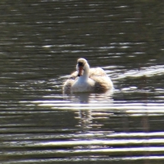 Anas platyrhynchos (Mallard (Domestic Type)) at Dunlop, ACT - 10 Aug 2025 by Jennybach