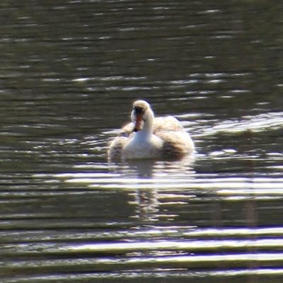 Anas platyrhynchos (Mallard (Domestic Type)) at Dunlop, ACT - 10 Aug 2025 by Jennybach