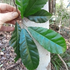 Sloanea woollsii (Yellow Carabeen) at Pappinbarra, NSW - 12 Aug 2025 by jonvanbeest