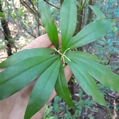 Tasmannia insipida at Pappinbarra, NSW - 12 Aug 2025 by jonvanbeest