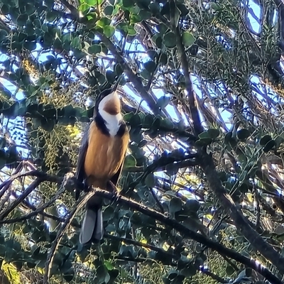 Acanthorhynchus tenuirostris (Eastern Spinebill) at Isaacs, ACT - 12 Aug 2025 by Mike