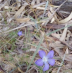 Wahlenbergia fluminalis (River Bluebell) at Balranald, NSW - 8 Aug 2025 by RobCook