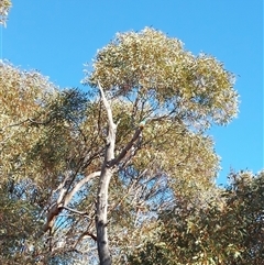 Psephotellus varius (Mulga Parrot) at Mungo, NSW - 11 Aug 2025 by RobCook