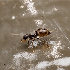 Nylanderia sp. (genus) at Acton, ACT - 12 Aug 2025 by Roger
