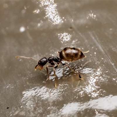 Nylanderia sp. (genus) at Acton, ACT - 12 Aug 2025 by Roger