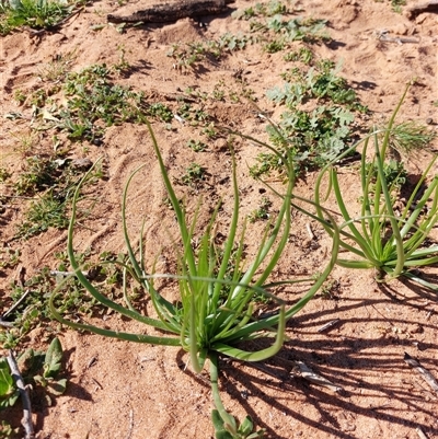 Asphodelus fistulosus (Onion Weed) at Mungo, NSW - 11 Aug 2025 by RobCook