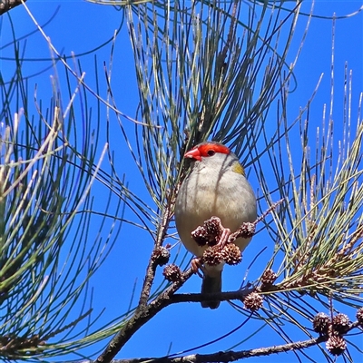 Neochmia temporalis (Red-browed Finch) at Higgins, ACT - 12 Aug 2025 by MichaelWenke