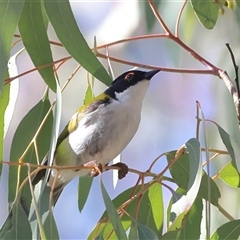 Melithreptus lunatus (White-naped Honeyeater) at Higgins, ACT - 12 Aug 2025 by MichaelWenke