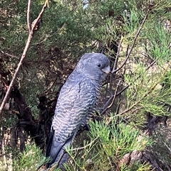 Callocephalon fimbriatum (Gang-gang Cockatoo) at Katoomba, NSW - 12 Aug 2025 by KooragindiJohn