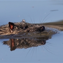 Hydromys chrysogaster (Rakali or Water Rat) at Fyshwick, ACT - 12 Aug 2025 by rawshorty
