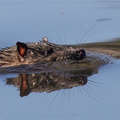 Hydromys chrysogaster (Rakali or Water Rat) at Fyshwick, ACT - 12 Aug 2025 by rawshorty