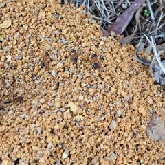 Camponotus consobrinus (Banded sugar ant) at Yarralumla, ACT - 12 Aug 2025 by Mike