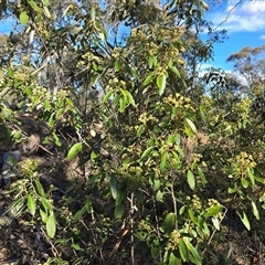 Pomaderris intermedia (Golden Pomaderris) at Yarralumla, ACT - 12 Aug 2025 by Mike