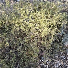 Grevillea alpina (Mountain Grevillea / Cat's Claws Grevillea) at Yarralumla, ACT - 12 Aug 2025 by Mike