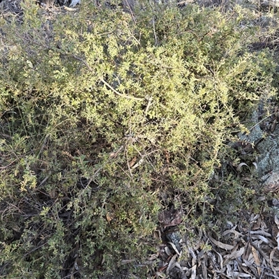 Grevillea alpina (Mountain Grevillea / Cat's Claws Grevillea) at Yarralumla, ACT - 12 Aug 2025 by Mike