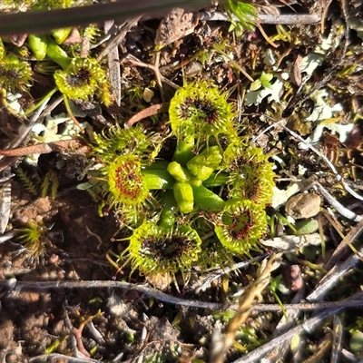 Drosera (genus) (A Sundew) at Yarralumla, ACT - 12 Aug 2025 by Mike