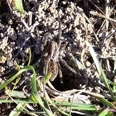 Lycosidae (family) (Wolf spider) at Yarralumla, ACT - 12 Aug 2025 by Mike