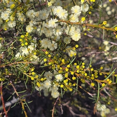 Acacia genistifolia (Early Wattle) at Yarralumla, ACT - 12 Aug 2025 by Mike
