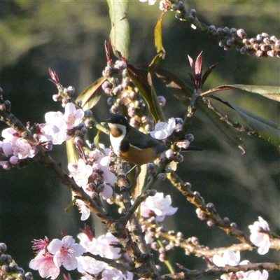 Acanthorhynchus tenuirostris (Eastern Spinebill) at Sawyers Gully, NSW - 12 Aug 2025 by LeeMears