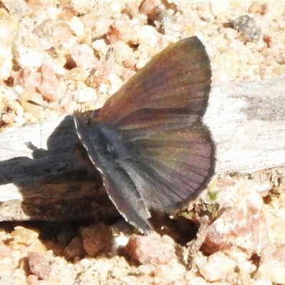 Erina acasta (Blotched Dusky-blue) at Tharwa, ACT - 12 Aug 2025 by JohnBundock
