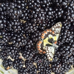 Delias aganippe (Spotted Jezebel) at Carwoola, NSW - 26 Jan 2024 by Liam.m