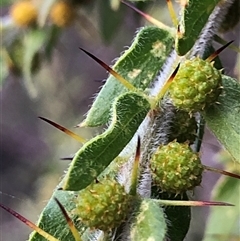 Acacia paradoxa (Kangaroo Thorn) at Crowther, NSW - 12 Aug 2025 by Frecko