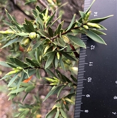 Styphelia triflora (Five-corners) at Crowther, NSW - 12 Aug 2025 by Frecko