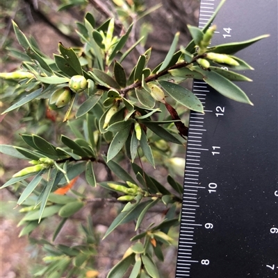 Styphelia triflora (Five-corners) at Crowther, NSW - 12 Aug 2025 by Frecko