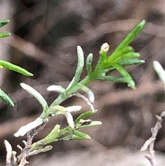 Chrysocephalum semipapposum (Clustered Everlasting) at Crowther, NSW - 12 Aug 2025 by Frecko