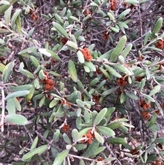 Grevillea floribunda (Seven Dwarfs Grevillea, Rusty Spider Flower) at Crowther, NSW - 12 Aug 2025 by Frecko
