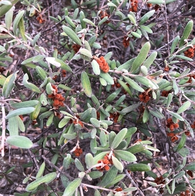 Grevillea floribunda (Seven Dwarfs Grevillea, Rusty Spider Flower) at Crowther, NSW - 12 Aug 2025 by Frecko