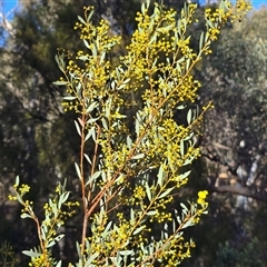 Acacia buxifolia subsp. buxifolia (Box-leaf Wattle) at Yarralumla, ACT - 12 Aug 2025 by Mike