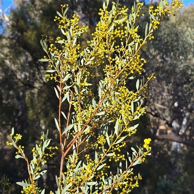 Acacia buxifolia subsp. buxifolia (Box-leaf Wattle) at Yarralumla, ACT - 12 Aug 2025 by Mike