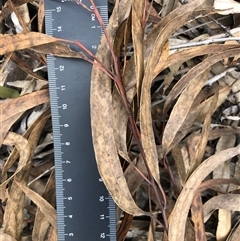 Eucalyptus rossii (Inland Scribbly Gum) at Crowther, NSW - 12 Aug 2025 by Frecko