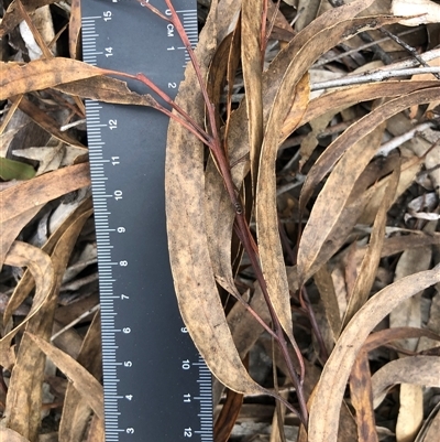Eucalyptus rossii (Inland Scribbly Gum) at Crowther, NSW - 12 Aug 2025 by Frecko